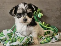 Nova, a female Morkie for sale in Boyden, IA – Photo 4 of 10