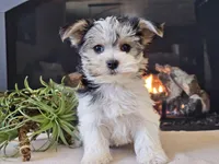 Noelle, a female Morkie for sale in Boyden, IA – Photo 4 of 10