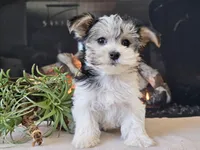 Noelle, a female Morkie for sale in Boyden, IA – Photo 2 of 10