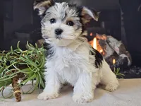 Noelle, a female Morkie for sale in Boyden, IA – Photo 9 of 10