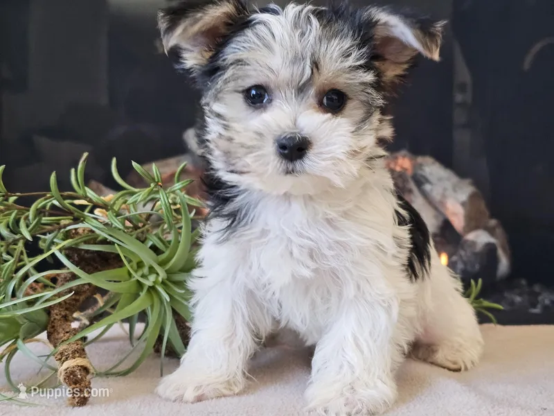 Noelle – Morkie puppy for sale in Boyden, IA