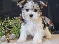 Noelle, a female Morkie for sale in Boyden, IA – Photo 1 of 10