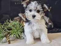 Noelle, a female Morkie for sale in Boyden, IA – Photo 7 of 10
