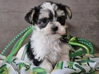 Nova, a female Morkie for sale in Boyden, IA – Photo 8 of 10