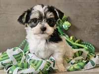 Nova, a female Morkie for sale in Boyden, IA – Photo 3 of 10