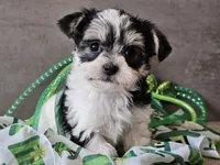 Nova, a female Morkie for sale in Boyden, IA – Photo 10 of 10
