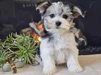 Noelle, a female Morkie for sale in Boyden, IA – Photo 8 of 10