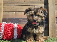 Laszlo, a male Yorkipoo for sale in Boyden, IA – 4 of 10