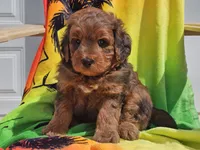 Sirius, a male Miniature Bernedoodle for sale in Boyden, IA – 7 of 10