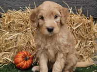 Silas, a male Goldendoodle for sale in Boyden, IA – 9 of 10