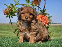 Jamie, a male Miniature Aussiedoodle for sale in Boyden, IA – 7 of 10