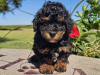 Ian, a male Havapoo for sale in Boyden, IA – 4 of 10