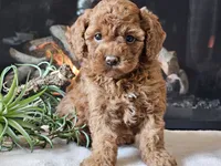 Kairi, a female Cavapoo for sale in Boyden, IA – 6 of 10