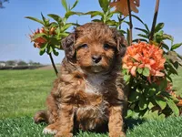 Jamie, a male Miniature Aussiedoodle for sale in Boyden, IA – 9 of 10