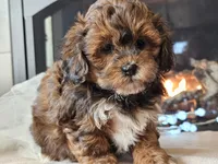 Mala, a female Shihpoo for sale in Boyden, IA – Photo 4 of 10