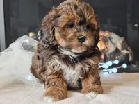 Mala, a female Shihpoo for sale in Boyden, IA – Photo 10 of 10