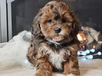 Mala, a female Shihpoo for sale in Boyden, IA – Photo 6 of 10