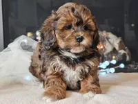 Mala, a female Shihpoo for sale in Boyden, IA – Photo 9 of 10