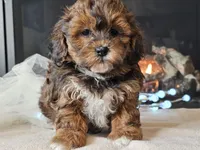 Mala, a female Shihpoo for sale in Boyden, IA – Photo 1 of 10