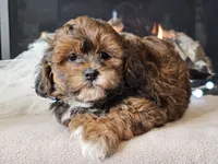 Mala, a female Shihpoo for sale in Boyden, IA – Photo 3 of 10