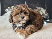 Mala, a female Shihpoo for sale in Boyden, IA – Photo 7 of 10