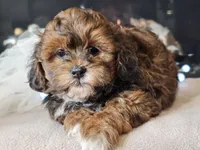 Mala, a female Shihpoo for sale in Boyden, IA – Photo 5 of 10