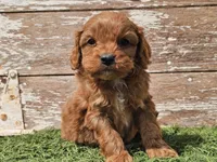 Maurice , a male Cavapoo for sale in Boyden, IA – Photo 7 of 10