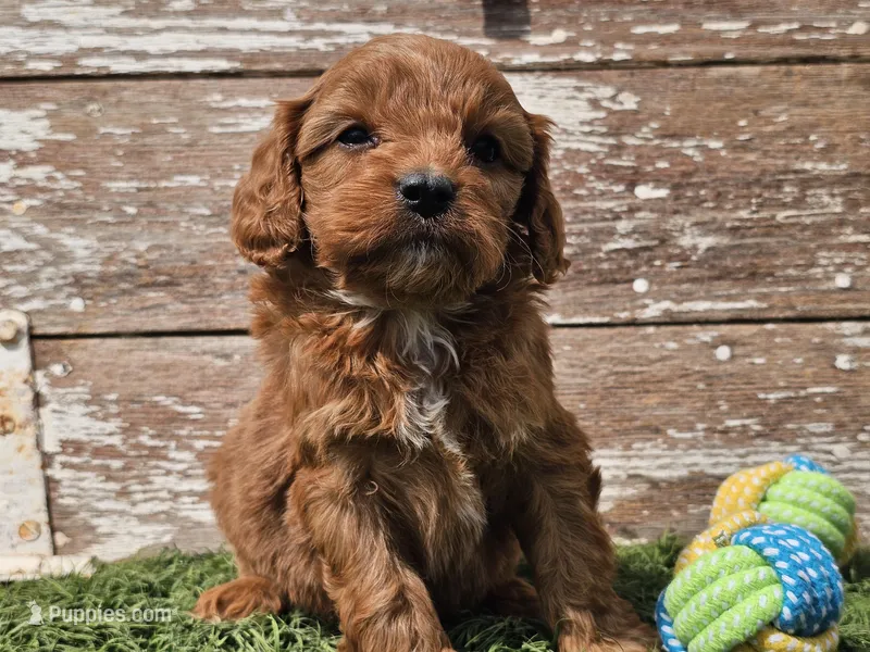Maurice  – Cavapoo puppy for sale in Boyden, IA