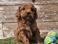 Maurice , a male Cavapoo for sale in Boyden, IA – Photo 1 of 10