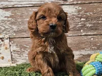 Maurice , a male Cavapoo for sale in Boyden, IA – Photo 6 of 10