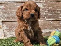 Maurice , a male Cavapoo for sale in Boyden, IA – Photo 4 of 10