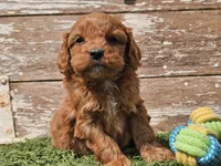 Maurice , a male Cavapoo for sale in Boyden, IA – Photo 5 of 10