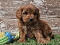 Maurice , a male Cavapoo for sale in Boyden, IA – Photo 8 of 10