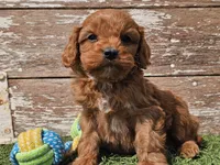 Maurice , a male Cavapoo for sale in Boyden, IA – Photo 10 of 10