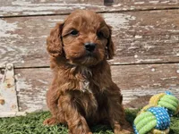 Maurice , a male Cavapoo for sale in Boyden, IA – Photo 3 of 10