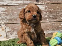 Maurice , a male Cavapoo for sale in Boyden, IA – Photo 2 of 10