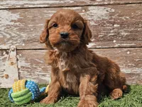 Maurice , a male Cavapoo for sale in Boyden, IA – Photo 9 of 10