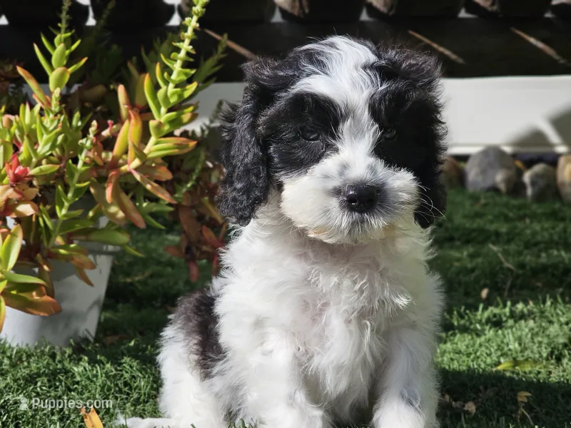 Gilbert  – Cavapoo puppy for sale in Boyden, IA