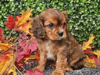 Tucker, a male Cavapoo for sale in Boyden, IA – 5 of 10