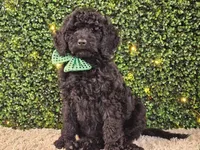 Fiebi, a female Bernedoodle for sale in Boyden, IA – Photo 2 of 10