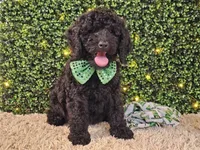 Fiebi, a female Bernedoodle for sale in Boyden, IA – Photo 1 of 10