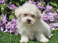 Colby, a male Havapoo for sale in Boyden, IA – 2 of 10