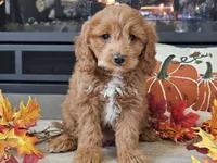 Renee, a female Cavapoo for sale in Boyden, IA – 4 of 10