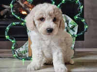 Otti, a male Bichpoo for sale in Boyden, IA – Photo 4 of 10