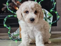 Otti, a male Bichpoo for sale in Boyden, IA – Photo 1 of 10