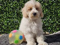 Otti, a male Bichpoo for sale in Boyden, IA – Photo 8 of 10