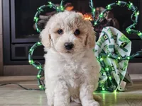 Otti, a male Bichpoo for sale in Boyden, IA – Photo 7 of 10