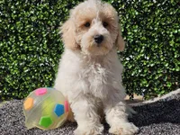 Otti, a male Bichpoo for sale in Boyden, IA – Photo 4 of 10