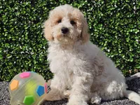 Otti, a male Bichpoo for sale in Boyden, IA – Photo 2 of 10