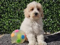 Otti, a male Bichpoo for sale in Boyden, IA – Photo 10 of 10
